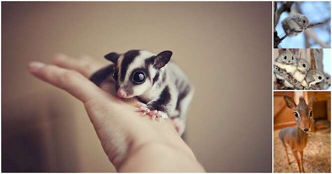 Animais fofos que não se vê todos os dias