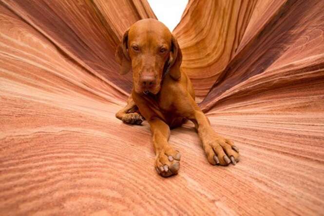 E712WK golden color pure breed dog laying obediently in Coyote Butte Arizona