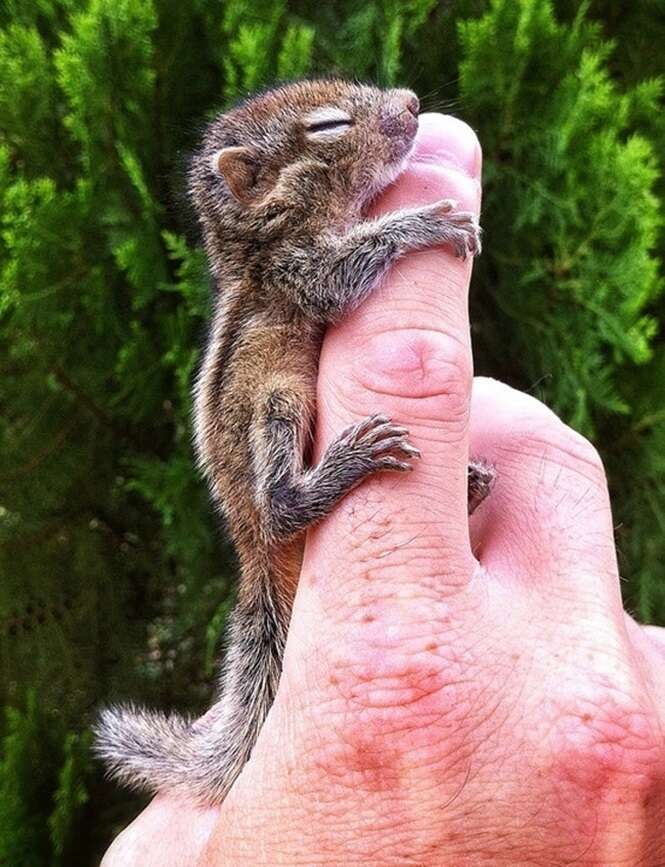 Animais minúsculos que vão derreter seu coração