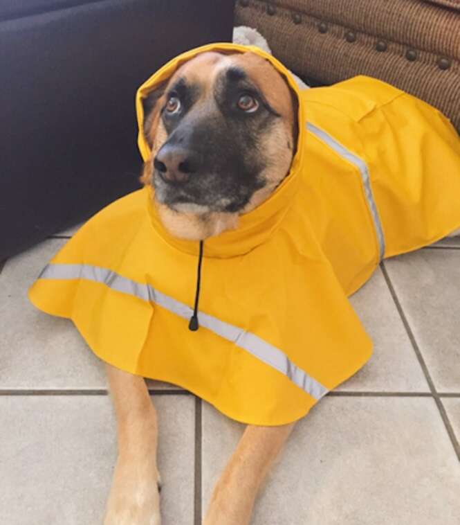 Cães tristes que precisam melhorar seu humor