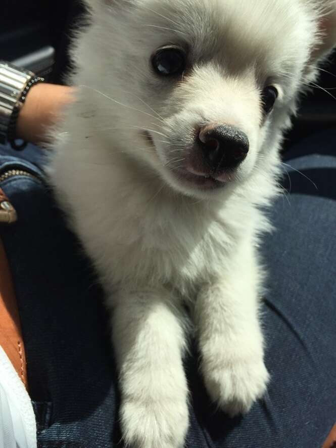 Cãezinhos fofos que só querem te ver feliz