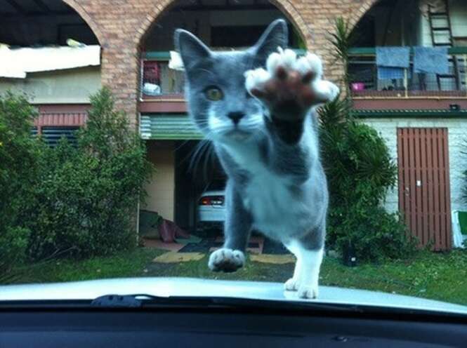 Imagens de gatos registradas no momento certo