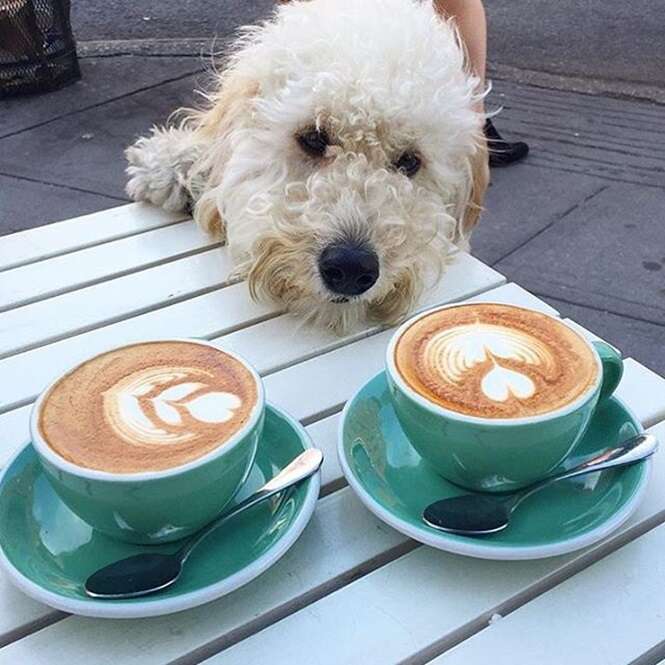 Instagram: @pupsncoffee 