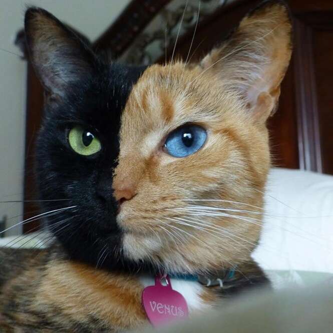 Foto: Venus the Two Face Cat