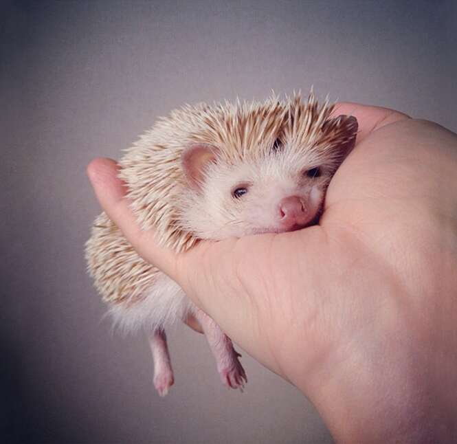 Foto: darcytheflyinghedgehog