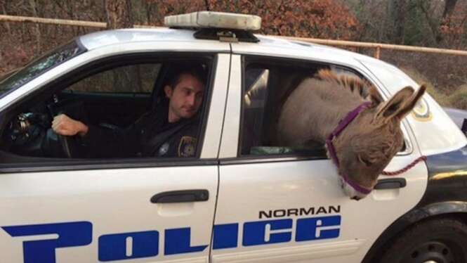 Foto: Norman Police Department 