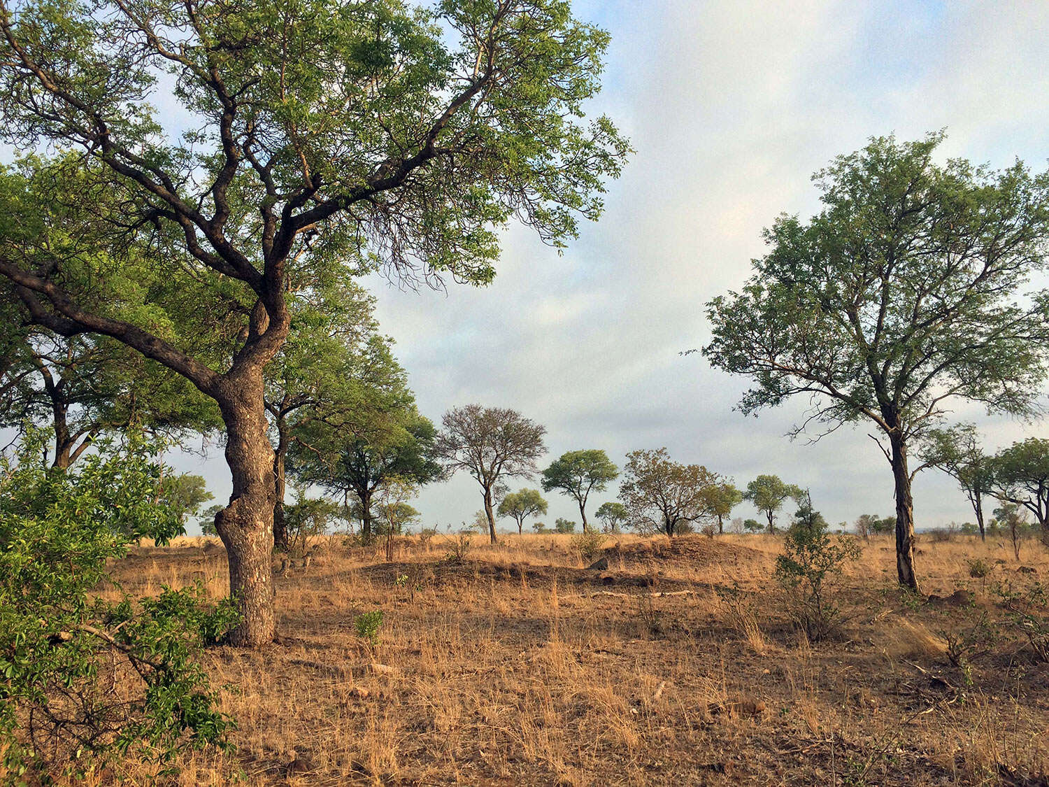 Você consegue encontrar a onça-africana nesta imagem?