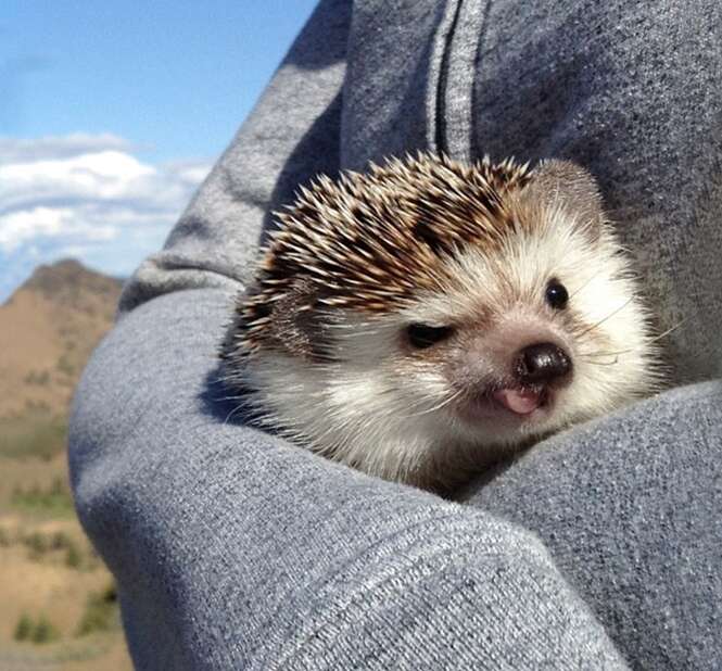 Foto: biddythehedgehog