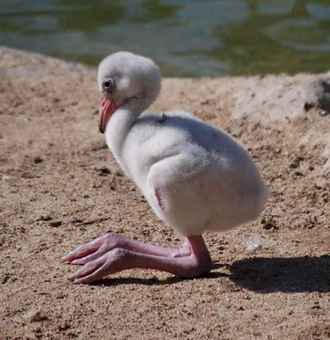 Filhotes de animais que provavelmente você nunca viu