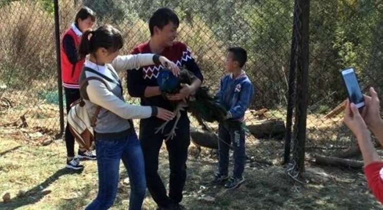 Pavão morre após visitantes de jardim zoológico forçá-lo a tirar selfies