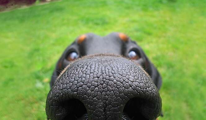 Cães que não sabem muito bem o que estão fazendo