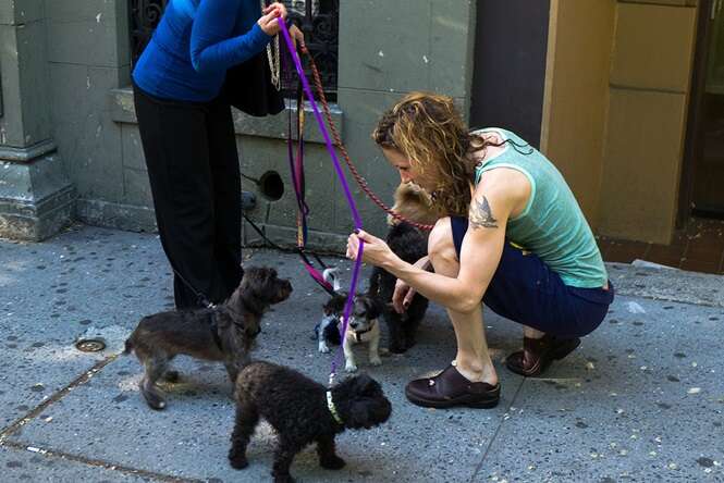 Imagens que quem tem cão vai entender