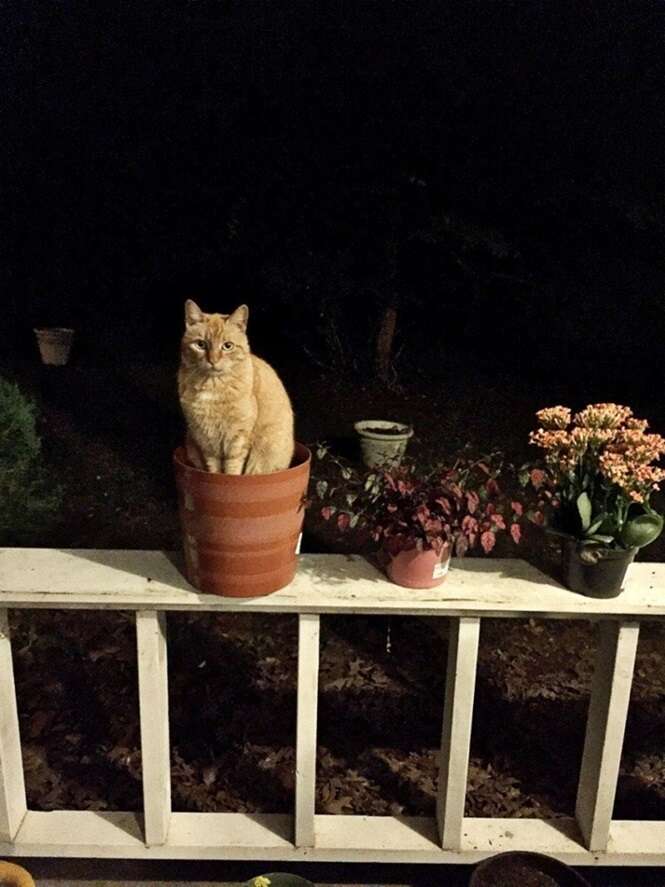 Gatos pensando que são plantas