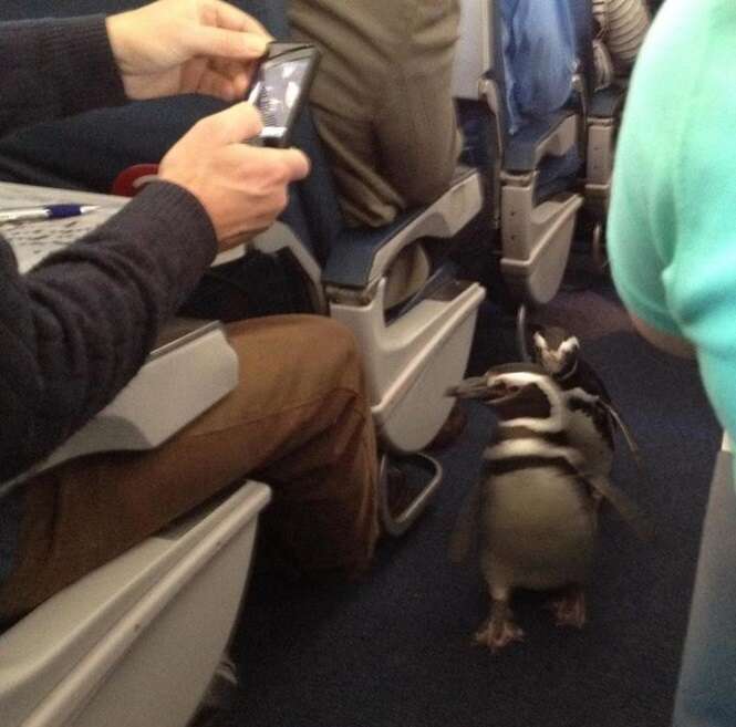 Cenas curiosas flagradas durante viagens aéreas