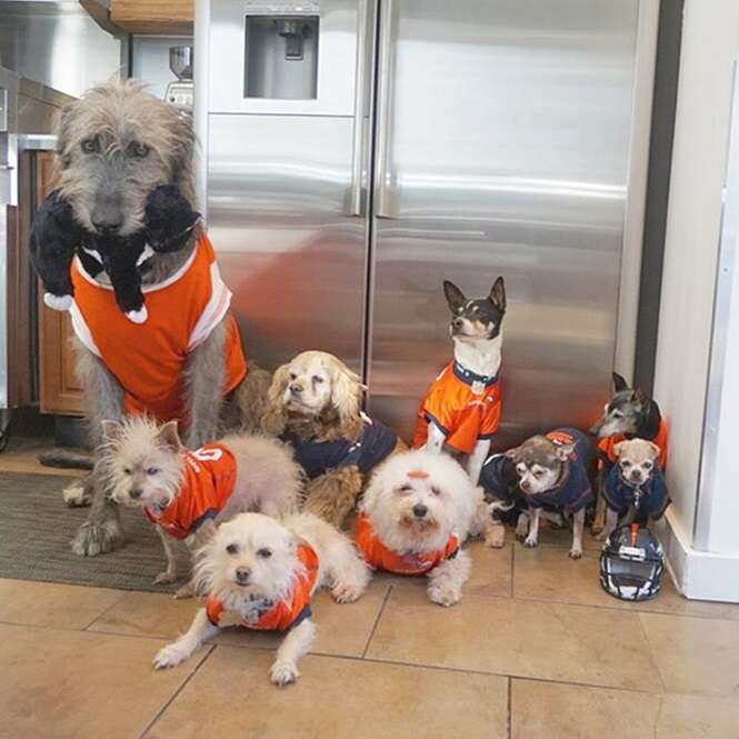 Homem dedica sua vida a adoção de cães 