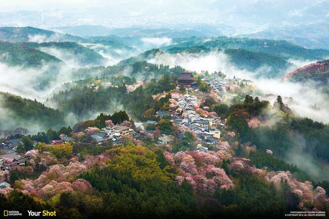 Fotos premiadas de cerejeiras japonesas