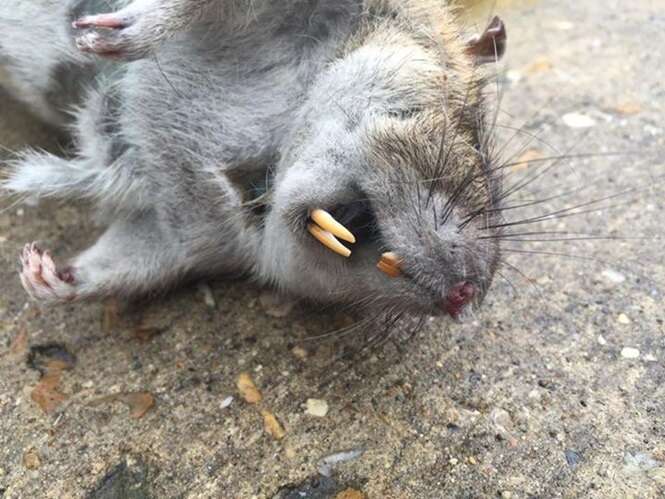 Mundo: Homem encontra rato de 1m e 12kg perto de parque infantil na  Inglaterra - Brumado Urgente