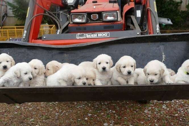 Lindas fotos de filhotes de cachorros