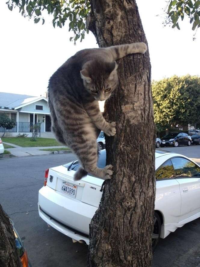 Gatos que são verdadeiros ninjas