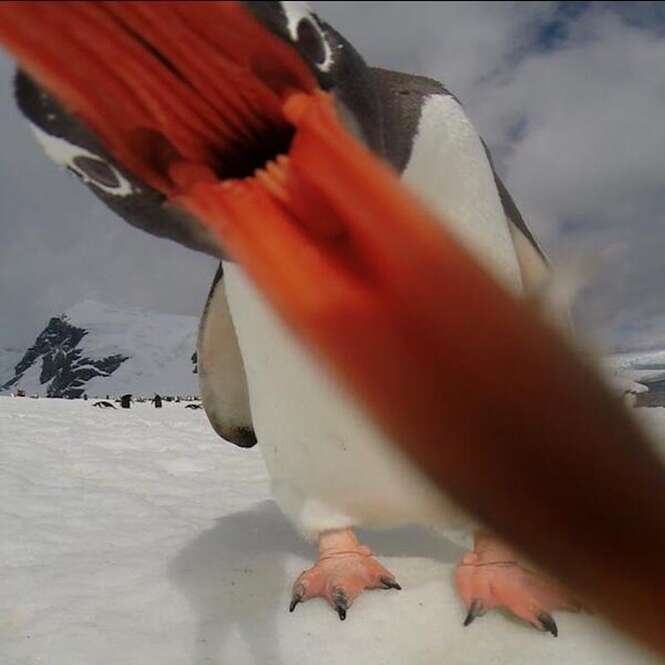 As melhores selfies de animais