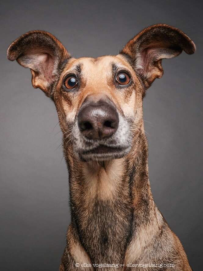 Cães questionando a sanidade do fotógrafo