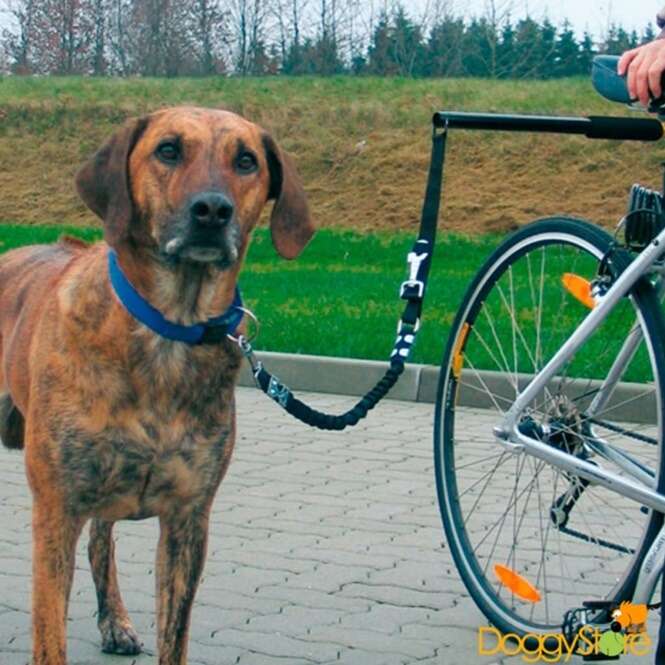 Fotos de cães que adoram praticar esportes com seus donos