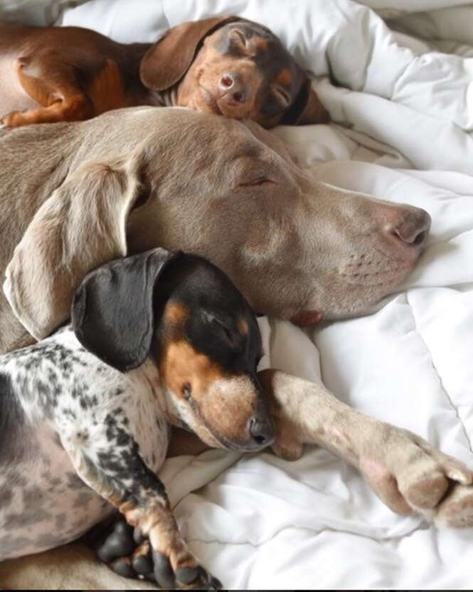 Cães que são amigos inseparáveis