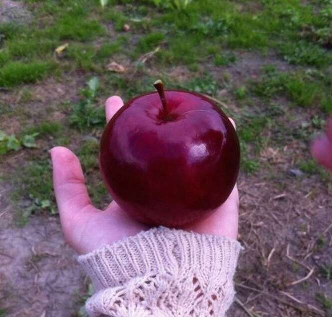 Fotos de alimentos perfeitos para comer