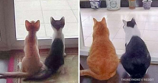 Gatos que não notaram o passar dos anos