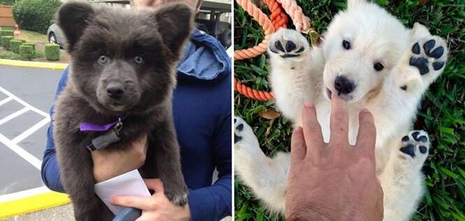 Cães que mais parecem com bichos de pelúcia