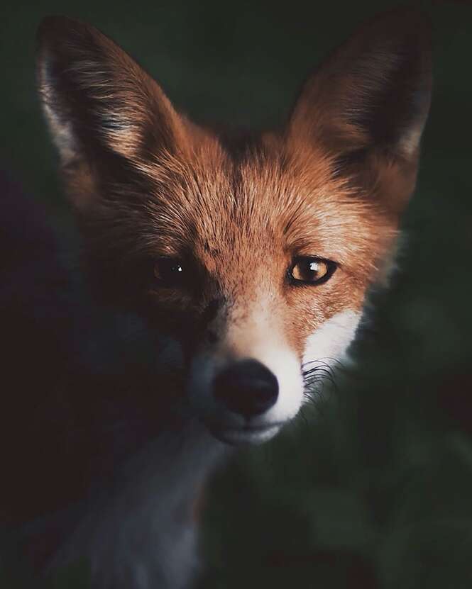 Fotógrafo captura a alma das florestas com fotos incríveis de animais