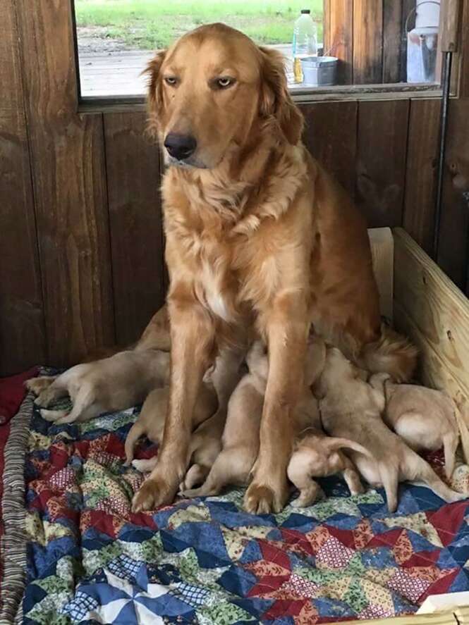 Fotos divertidas de animais com seus filhotes