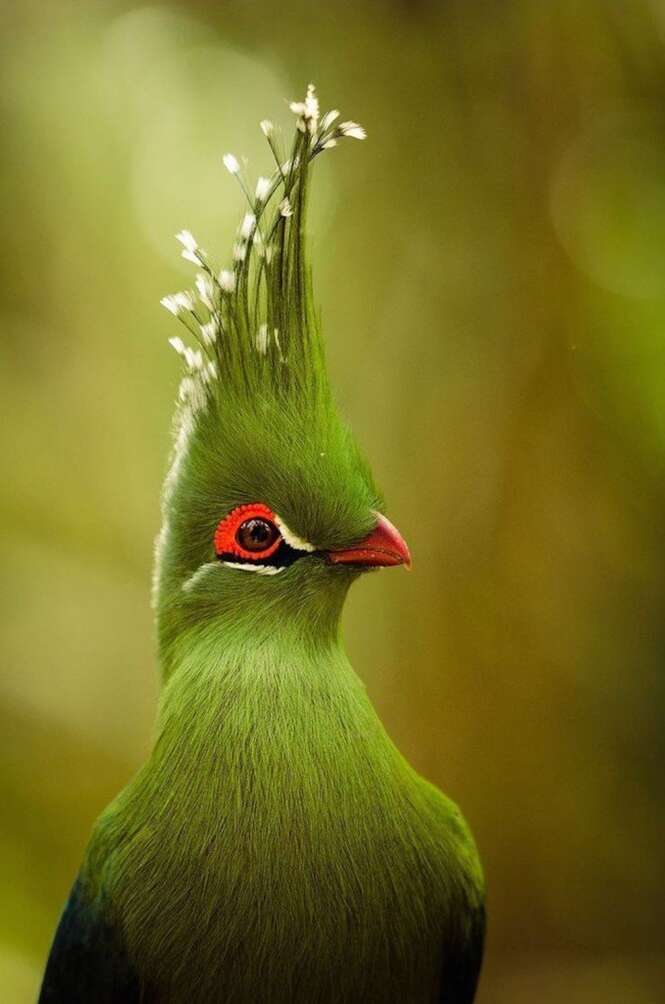 Foto: Tudo Interessante 