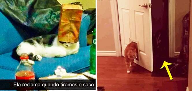 Coisas que só os gatos poderiam pensar em fazer