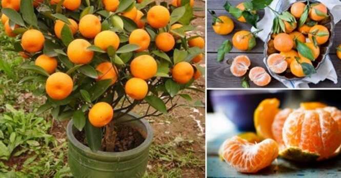 Como cultivar tangerinas em pequenos vasos