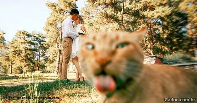 Estes animais fofos certamente valeram cada clique das lentes que o fotografaram