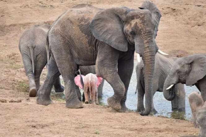 Foto: Pink Elephant