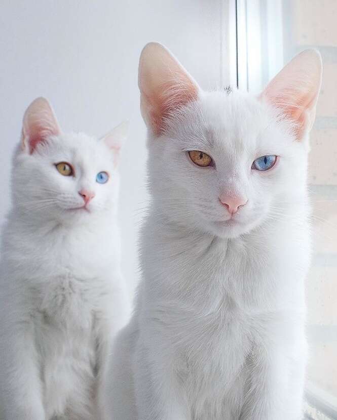 Conhe A Os Gatinhos Mais Bonitos Do Mundo