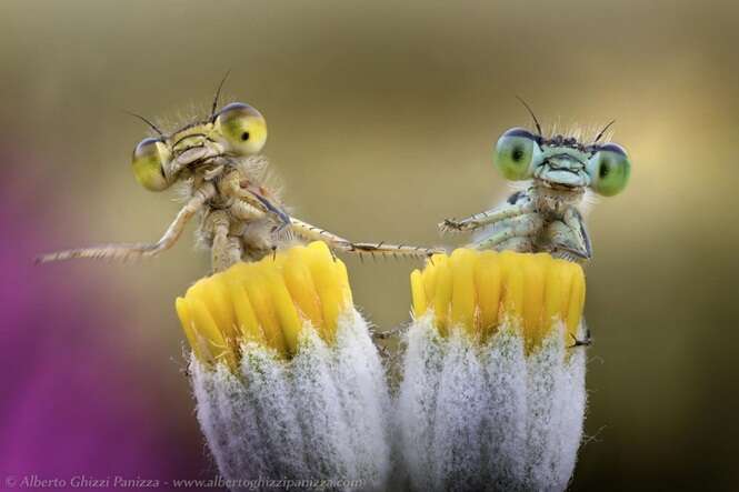 Foto: © Alberto Ghizzi Panizza