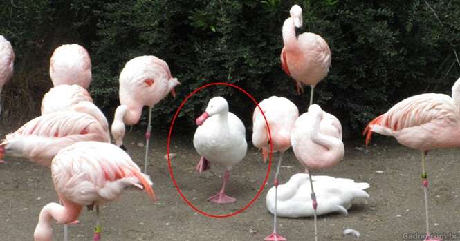 Patos que têm certeza que são flamingos