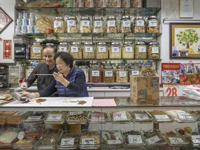 Fotógrafo documenta a vida “secreta” de gatos que vivem em lojas de Hong Kong