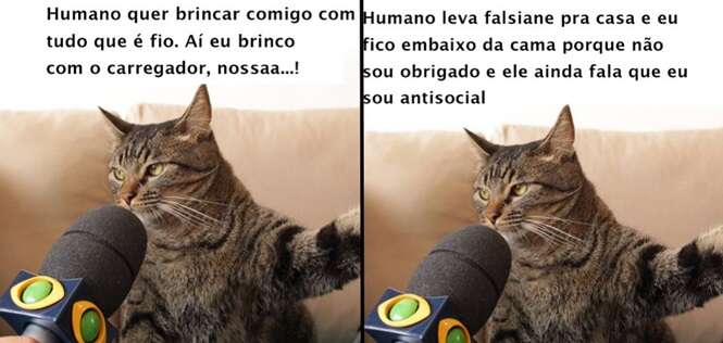 Provas de que o gato sendo entrevistado é um dos melhores memes de 2016