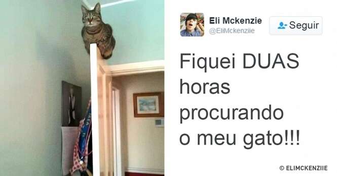 Gatos que ganharam a internet