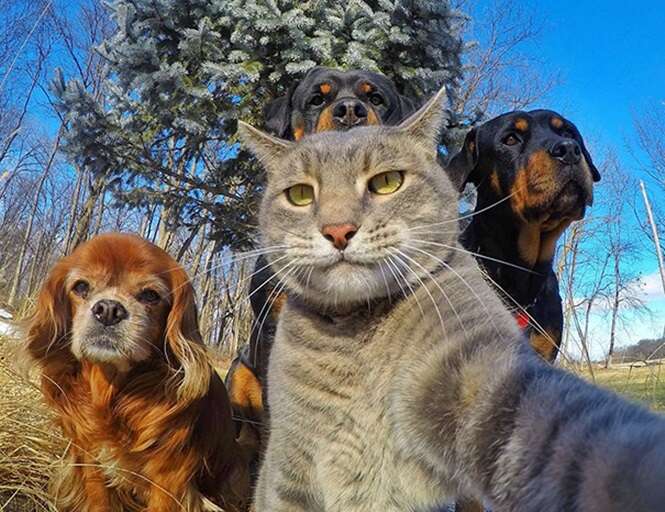 Selfies de animais que arrancarão ao menos um sorriso seu