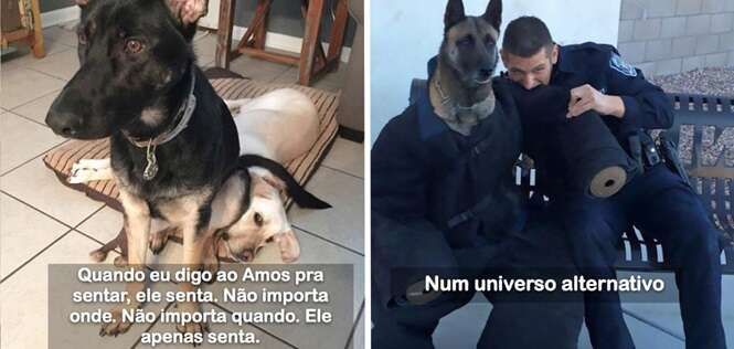 Postagens envolvendo animais que arrancarão ao menos um sorriso seu