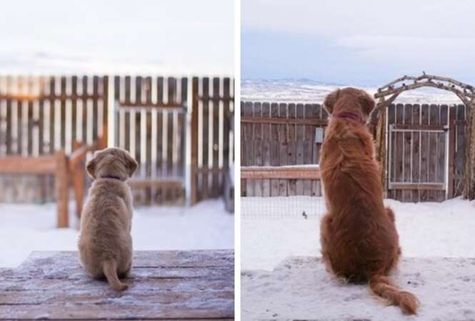 Adoráveis filhotes de cachorros que cresceram rápido demais