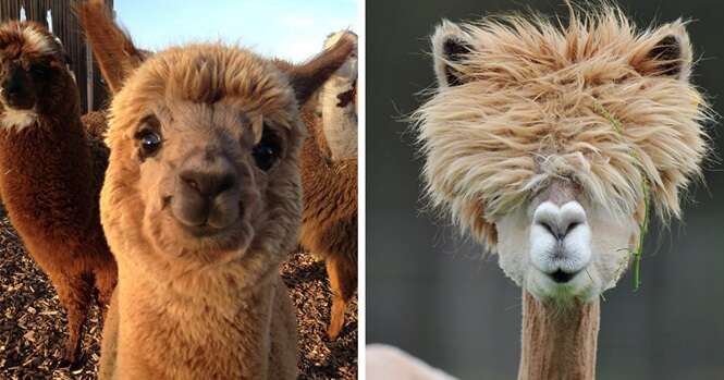 Fotos de alpacas que vão fazer o seu dia ficar melhor