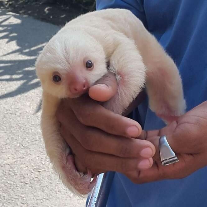 Os filhotes mais fofos do planeta