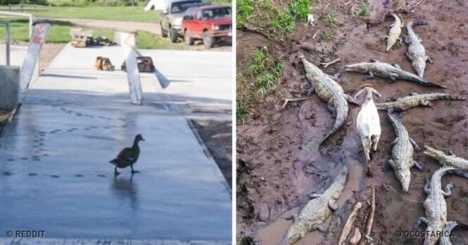 Fotos de animais que arrancarão ao menos um sorriso seu