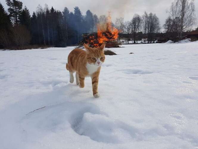 Gatos diabólicos que vão abalar o seu dia